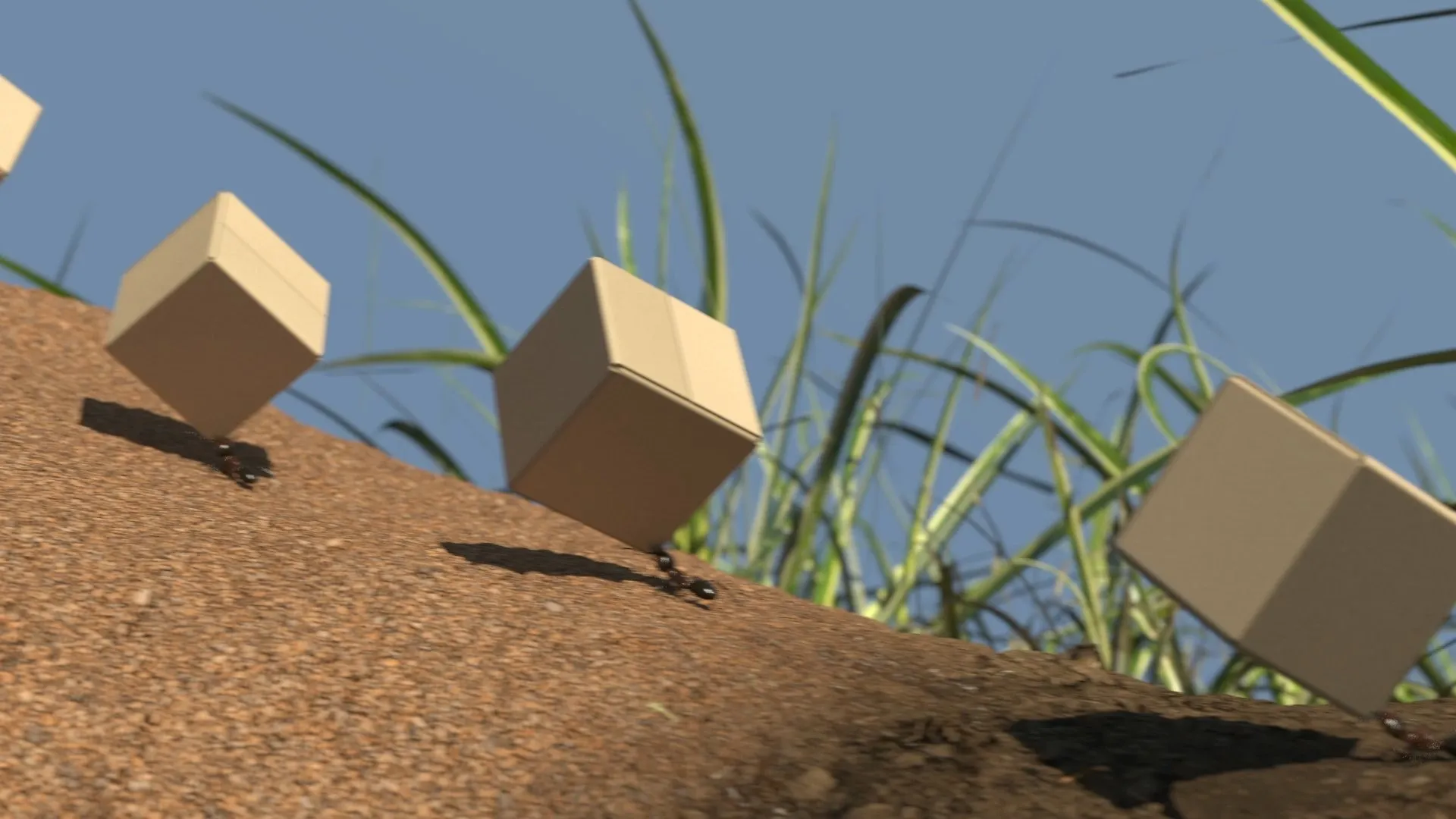 Ants with Boxes
